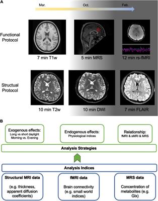 Deep brain imaging of three participants across 1 year: The Bergen breakfast scanning club project